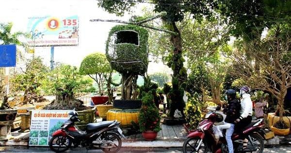 Helicopter-shaped apricot tree worth 600 million VND appears at An Giang spring flower market