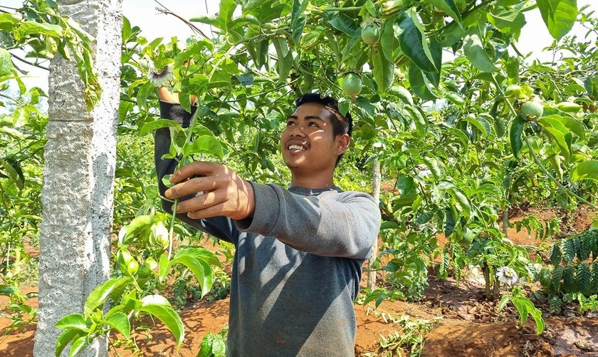 Tạo đột phá trong sản xuất rau, hoa và cây ăn quả - Kỳ 1: Gia tăng giá trị sản phẩm ảnh 3