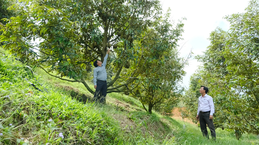 Models of converting crops to durian cultivation in Nam Ninh commune bring high economic efficiency.