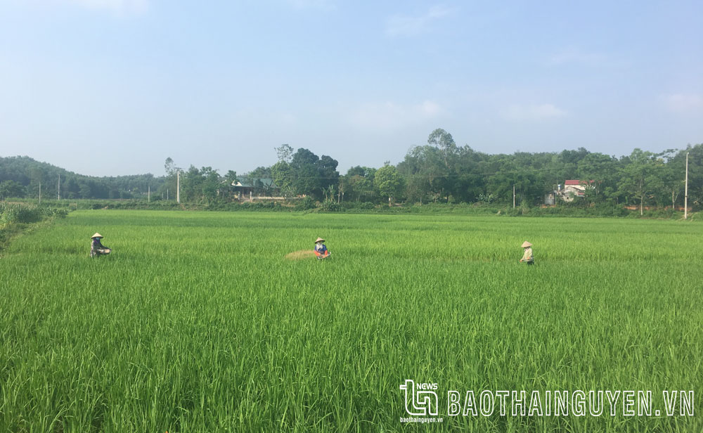 Trên cánh đồng ở xã Tân Kim (Phú Bình).