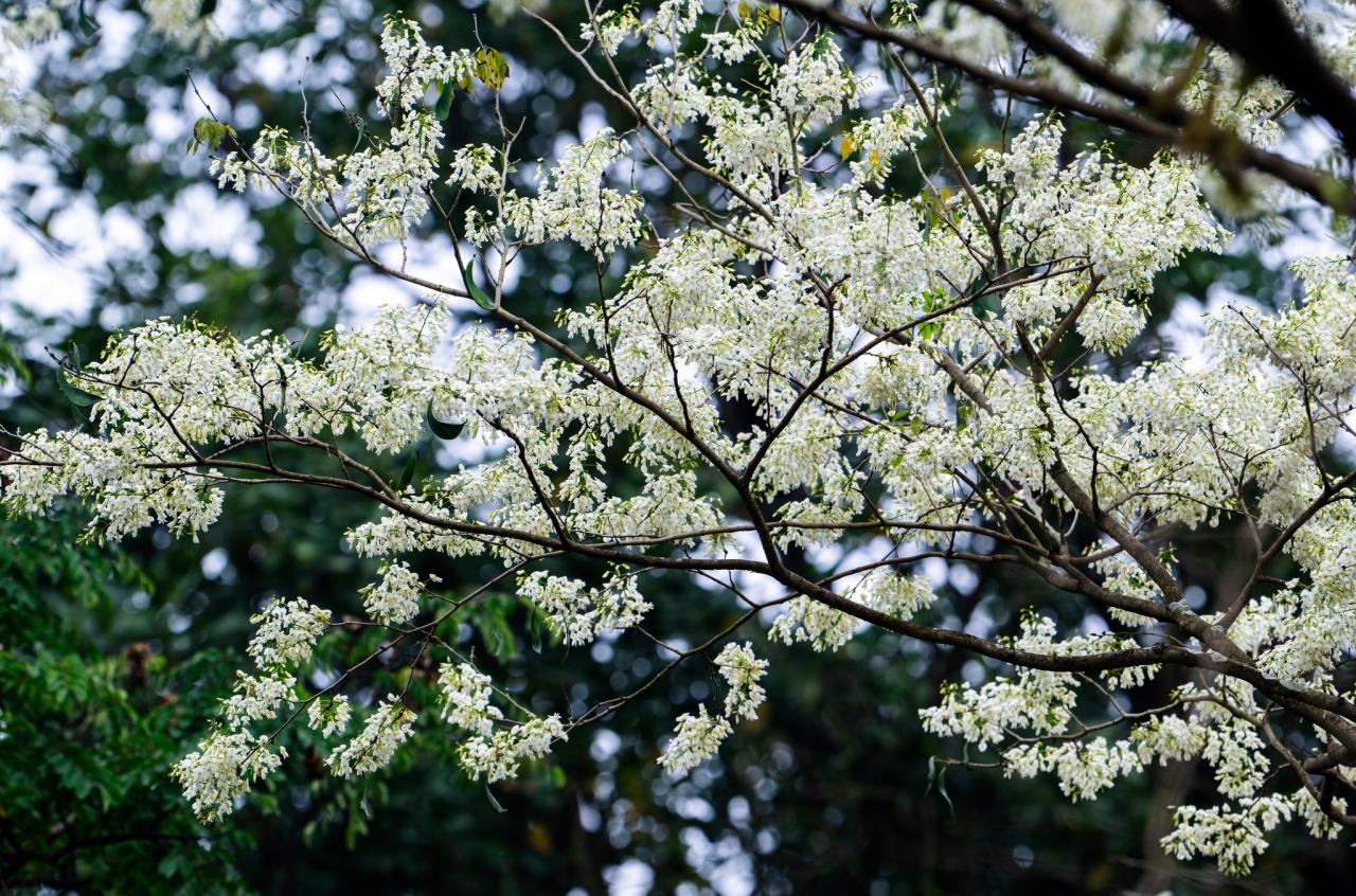 Die Su-Bäume ragen hoch in den tiefblauen Himmel hinein und zeigen ihre pure Schönheit. Die kleinen Blumenbüschel erleuchteten jede Straße und zogen die Blicke aller Passanten auf sich. Foto: Toan Quang