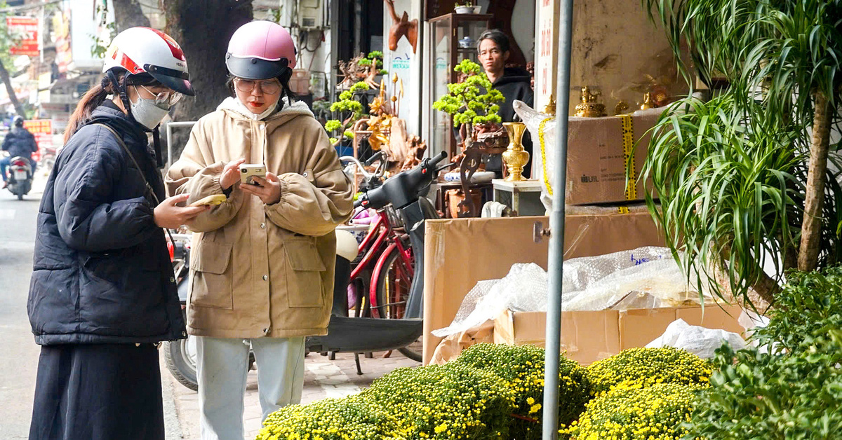 Les chrysanthèmes framboises de Sa Dec inondent les rues de Hanoi, à des prix attractifs