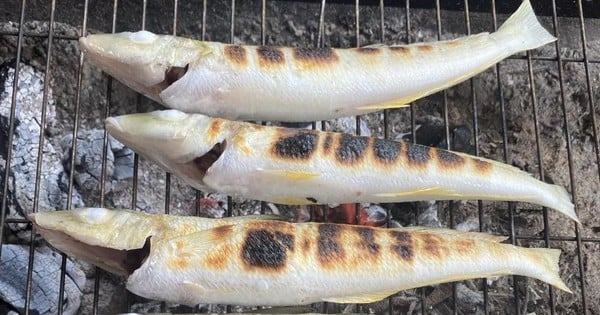 El gobio marino es rico en proteínas y Omega 3. En Quang Ngai, el gobio a la parrilla se convierte en un plato para ricos y poderosos.