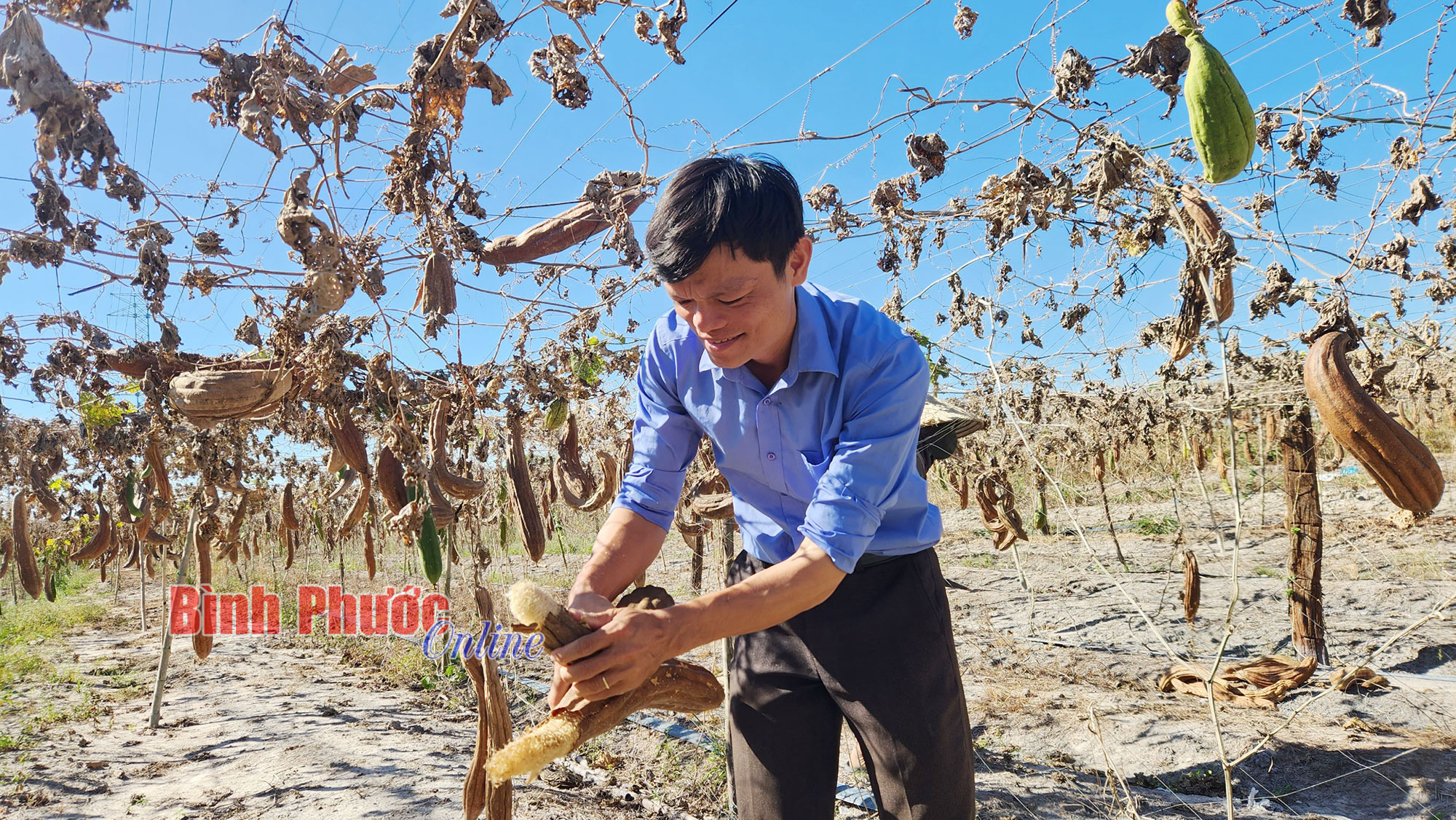 Trồng loài mướp trâu, lúc đắt bán quả tươi, lúc rẻ để quả khô bán xơ, anh nông dân Bình Phước thu 300 triệu- Ảnh 2.
