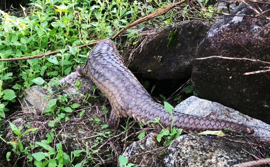 Un raro pangolín atrapado en la red de la cerca de una casa