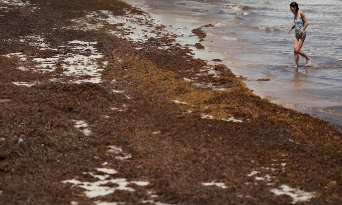 フロリダ州キーウェストで5月18日、海岸に打ち上げられた大量の海藻の横を歩く海水浴客。写真: ジョー・レードル