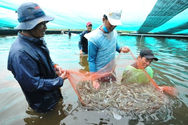 Giá giảm mạnh, nành tôm đối diện thêm thách thức