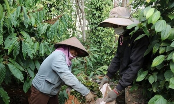 ថ្ងៃទី 2 រក្សាតម្លៃ 150,000-151,000 ដុង/គីឡូក្រាម