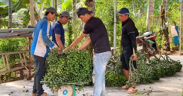 There is a fruit that is selling more expensive than durian, Dak Lak farmers are happy but the drying warehouse owner is still worried about this