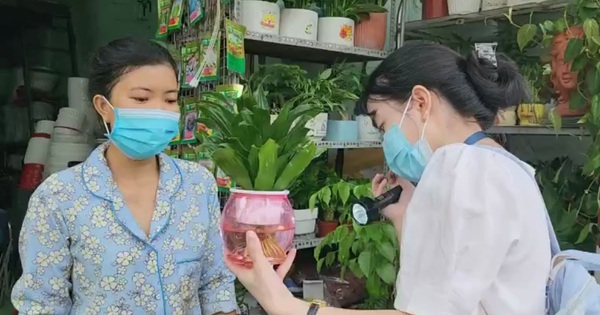 Das Volkskomitee von Ho-Chi-Minh-Stadt ordnet an, diejenigen zu bestrafen, die die Brutstätte der Dengue-Mücken nicht beseitigen.