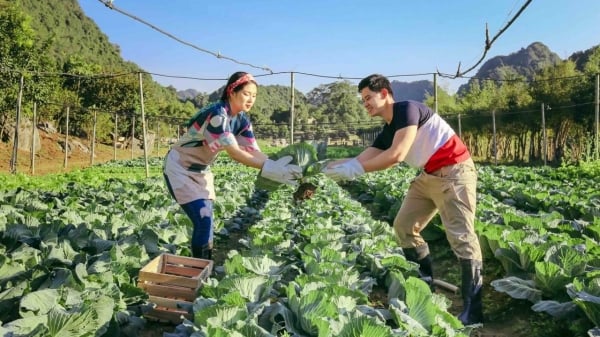 Imagen natural vívida en el corazón de Trang An