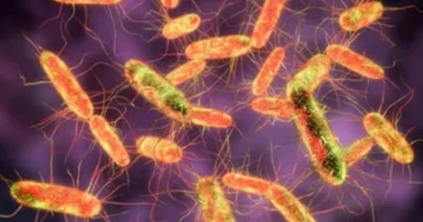 Vi khuẩn Salmonella thường gặp trong thực phẩm nào?