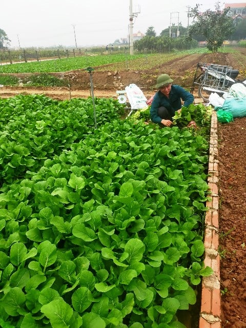 Garantizar la seguridad alimentaria es un criterio importante en la construcción de nuevas zonas rurales. Foto: Bui Tien