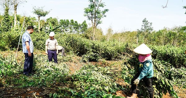 Ở một nơi của Quảng Trị, dân trồng cây an xoa tốt um trên đồi, hễ cắt là bán giá hời, cả làng vui