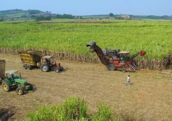 Innovación tecnológica en la producción de caña de azúcar para mejorar la competitividad