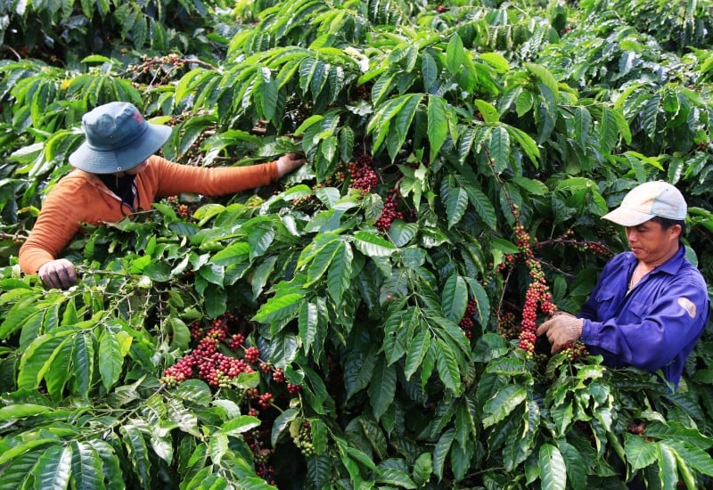 Les prix à l'exportation du café devraient augmenter jusqu'en avril 2024