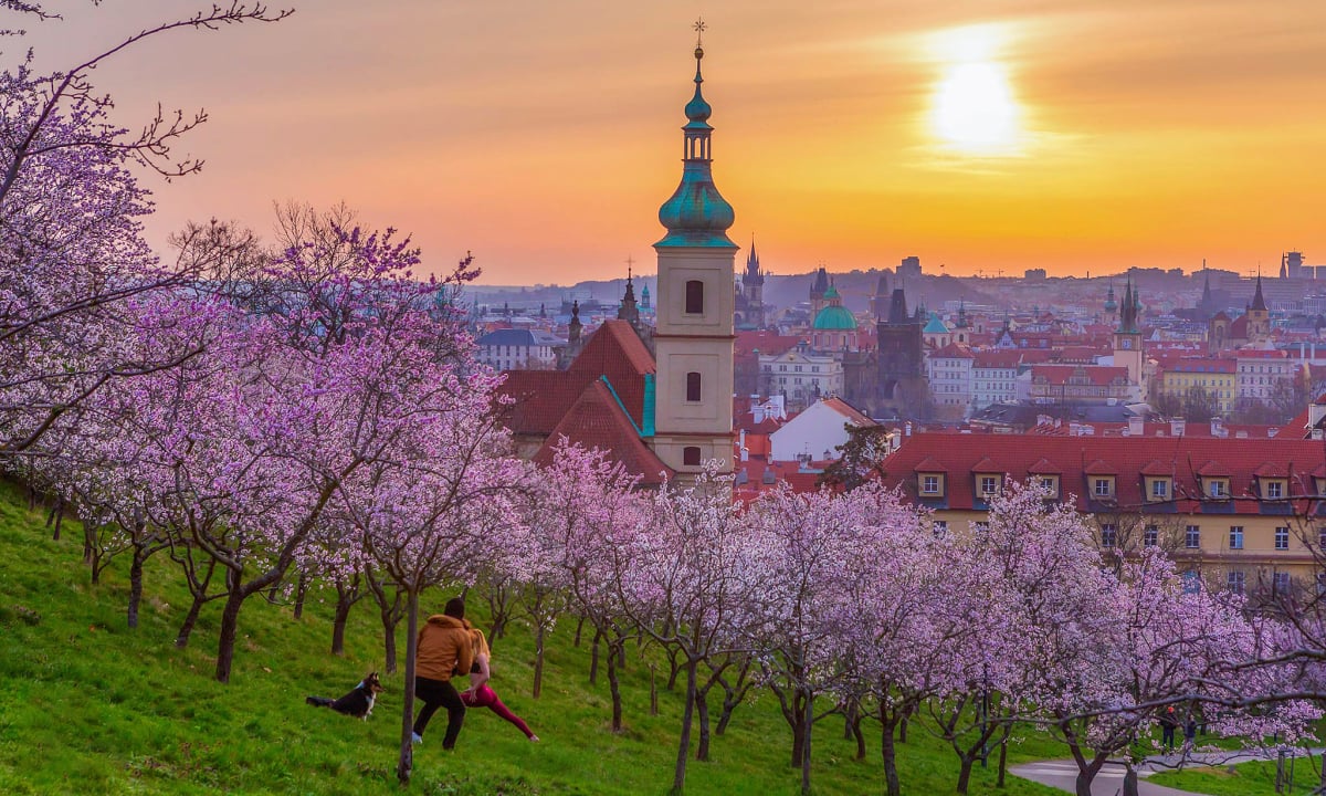 Spring flowers bloom in the heart of Prague