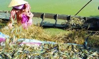 People make a fortune by raising giant freshwater prawns with rice.