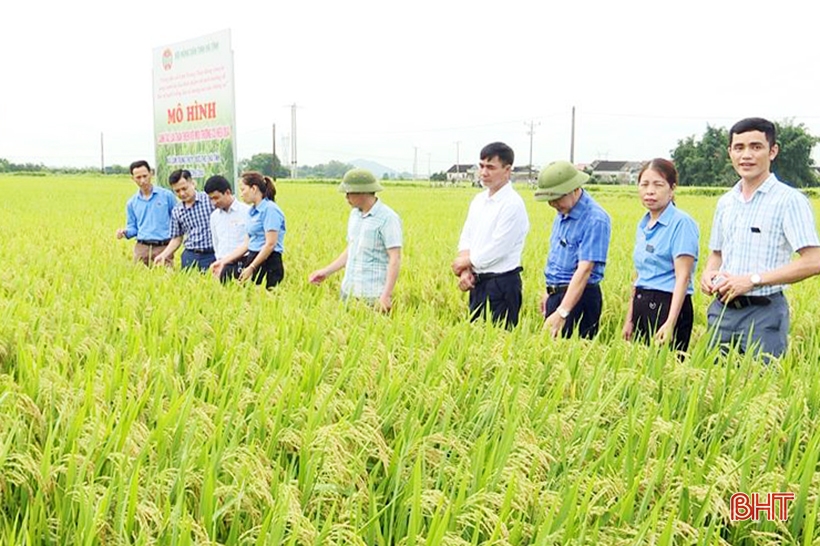 Ha Tinh អនុវត្តគំរូដាំស្រូវដែលមិនប៉ះពាល់ដល់បរិស្ថាន