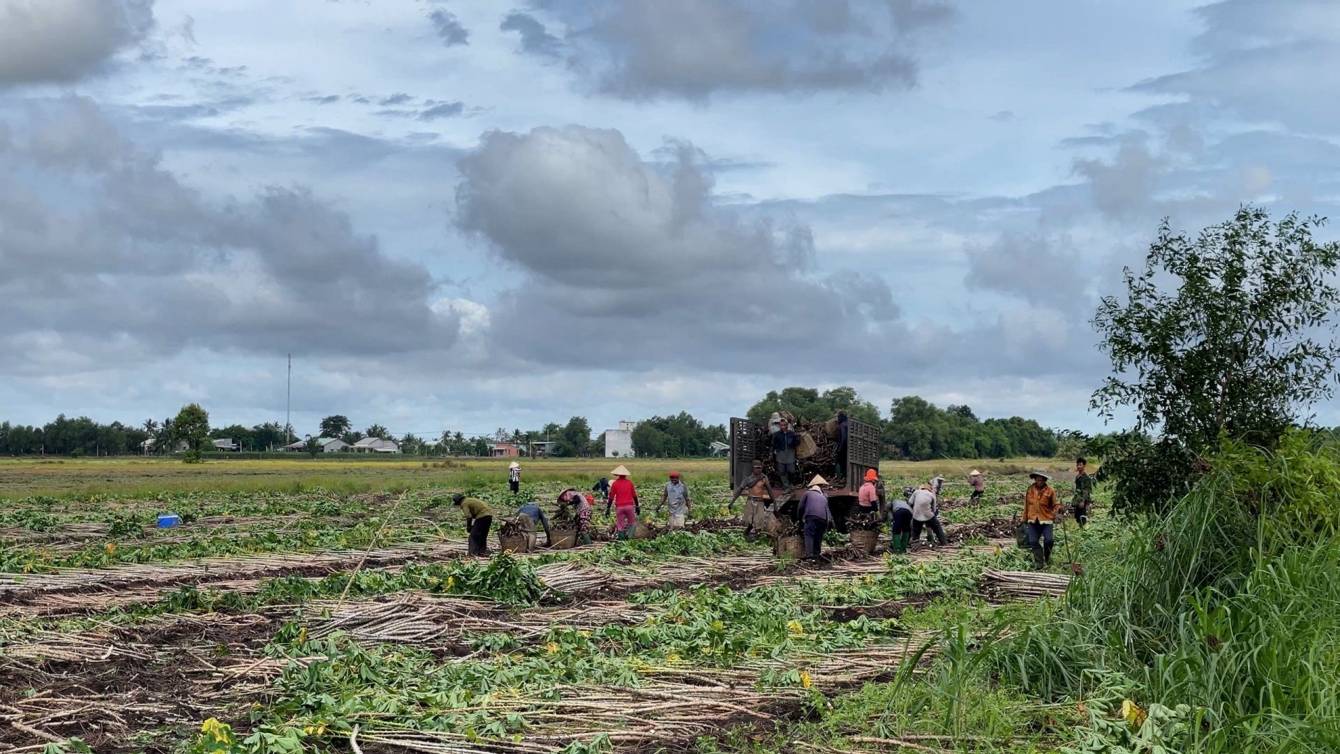 Ruộng trồng cây mì nhổ bật lên toàn củ là củ, sao thương lái ở Tây Ninh ai nấy phải khóc ròng?- Ảnh 1.