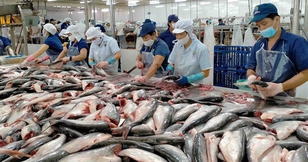 Pangasius exports gradually improve, will Vinh Hoan's profits improve sharply?