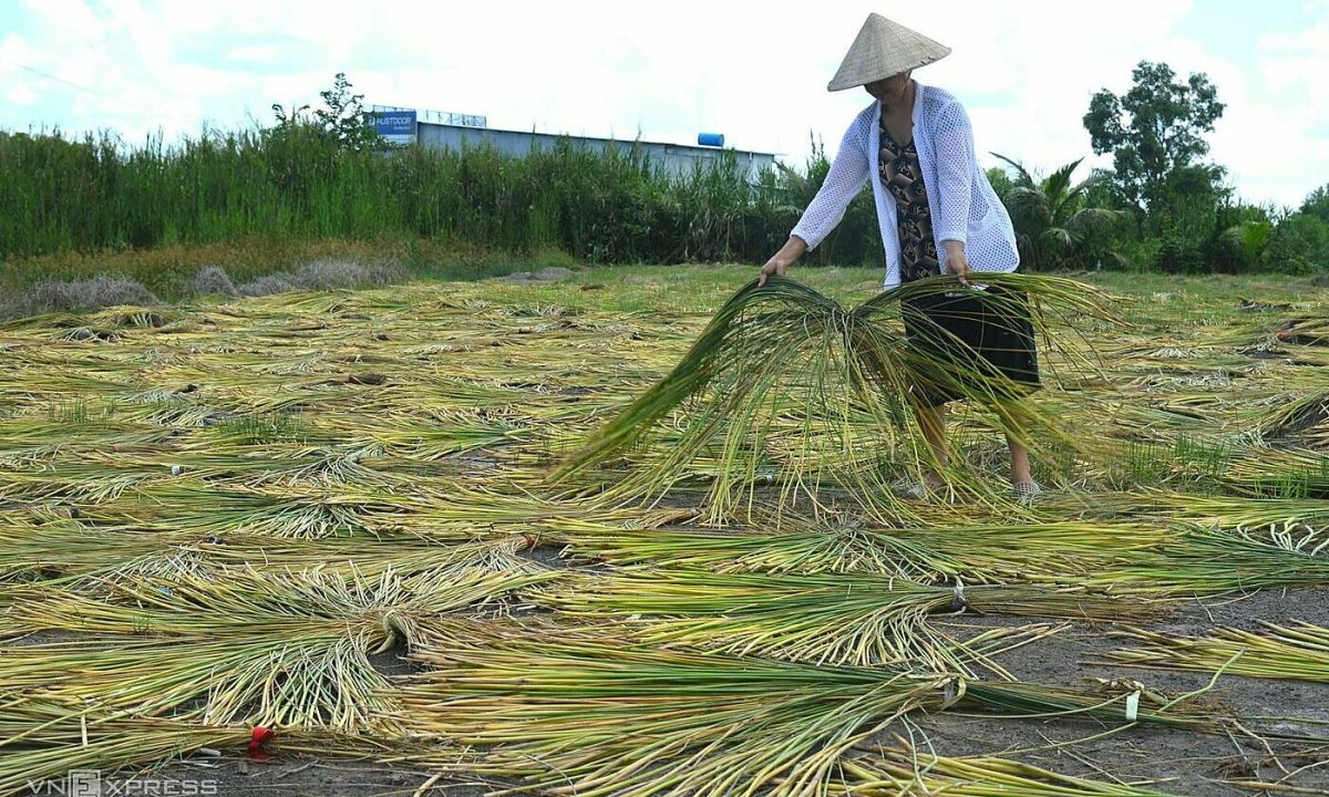 Nông dân miền Tây có thêm thu nhập từ cỏ dại