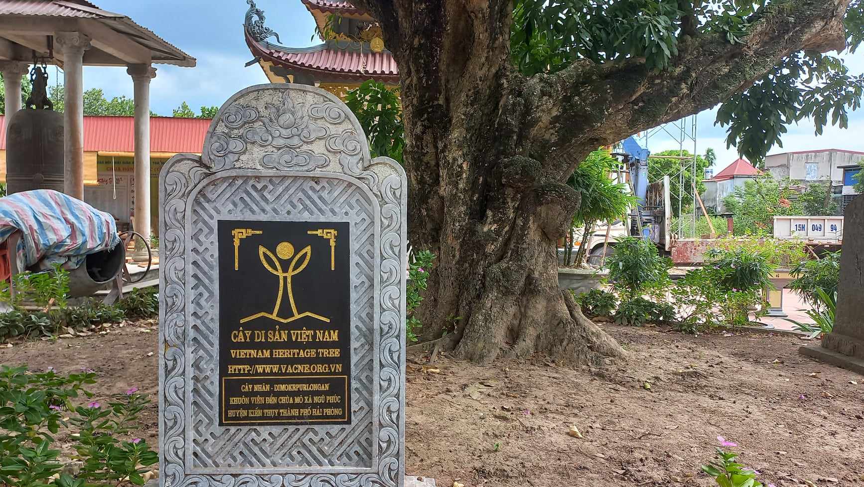 ‘Cụ gạo’ đền Mõ, cây di sản gần 750 năm gắn cuộc đời công chúa nhà Trần - Ảnh 7.
