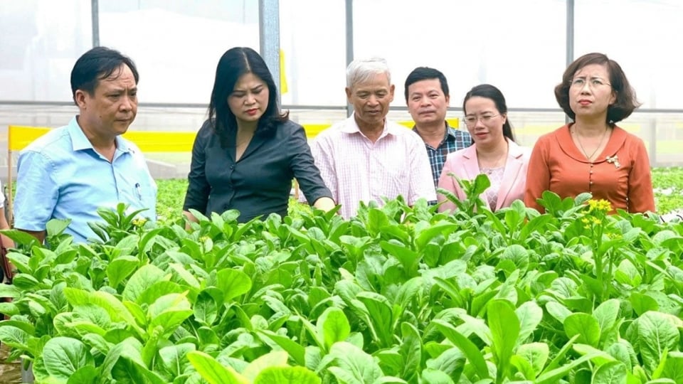 Thanks to policy funding, the clean vegetable growing model of people in Da Ton commune (Gia Lam district, Hanoi) brings stable income. Photo: Phuong Uyen