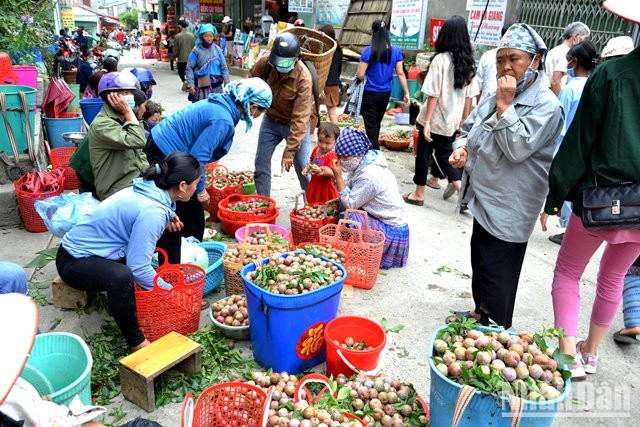 [Photo] Bac Ha in the season of ripe Tam Hoa plums photo 10