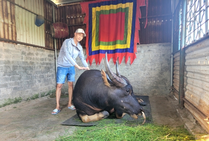 M. Vinh est convaincu que le plus petit buffle du festival de cette année créera une surprise. Photo de Le Tan