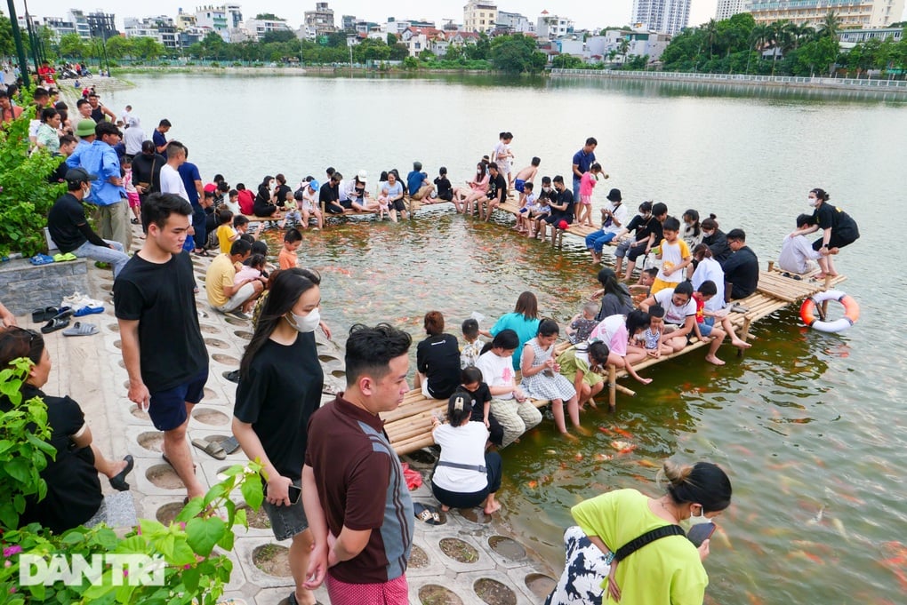 Hà Nội: Yêu cầu di dời 8 tấn cá koi ra khỏi hồ Đầm Đông - 1