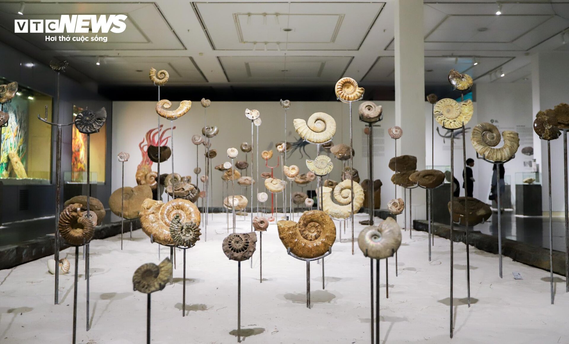 Close-up of billion-year-old fossils on display in Hanoi - 2