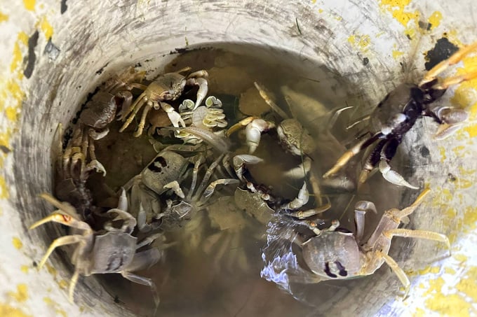 Handcuffs fall into plastic bucket trap and cannot get out. Photo: Vo Thanh