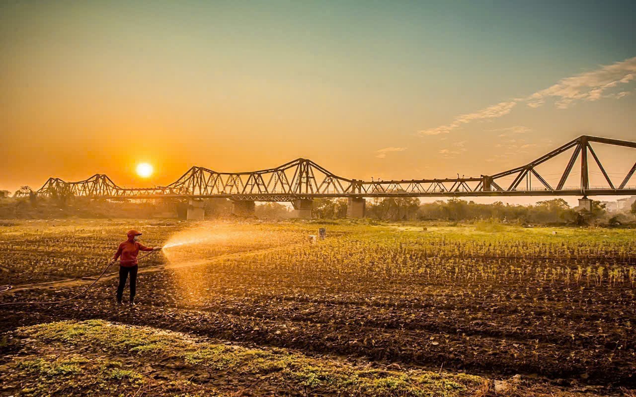 Verloren im wunderschönen gelben Gänseblümchenfeld am Fuß der Long Bien Brücke, Foto 14