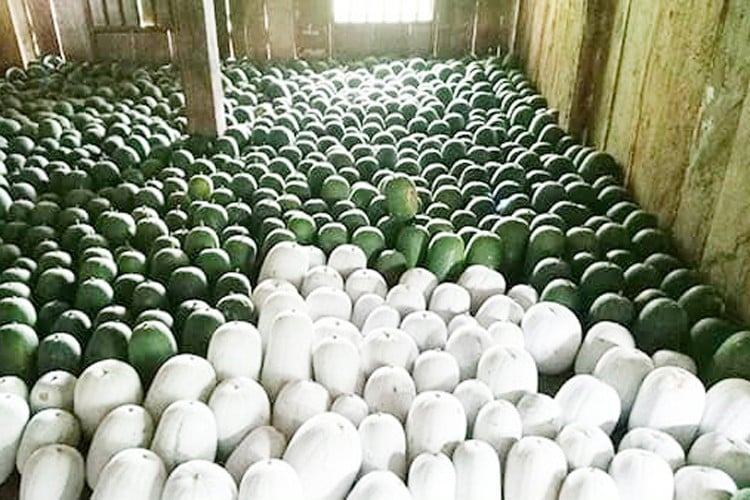 Pepper prices increase sharply; Bac Kan fragrant green squash in season costs 20,000 VND/kg