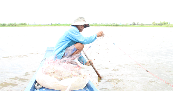 ロンアンの洪水の季節には、広大な畑に行って、農民が魚を捕る様子を見てください。そこには、リン魚、スズキ、縞模様の蛇頭魚がいます。