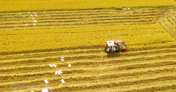 No permitamos que el sector agrícola del delta del Mekong carezca de capital