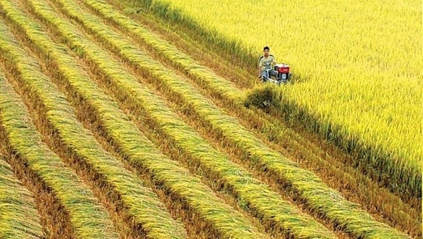 The state supports 1.5 dong per hectare of land specializing in rice cultivation.