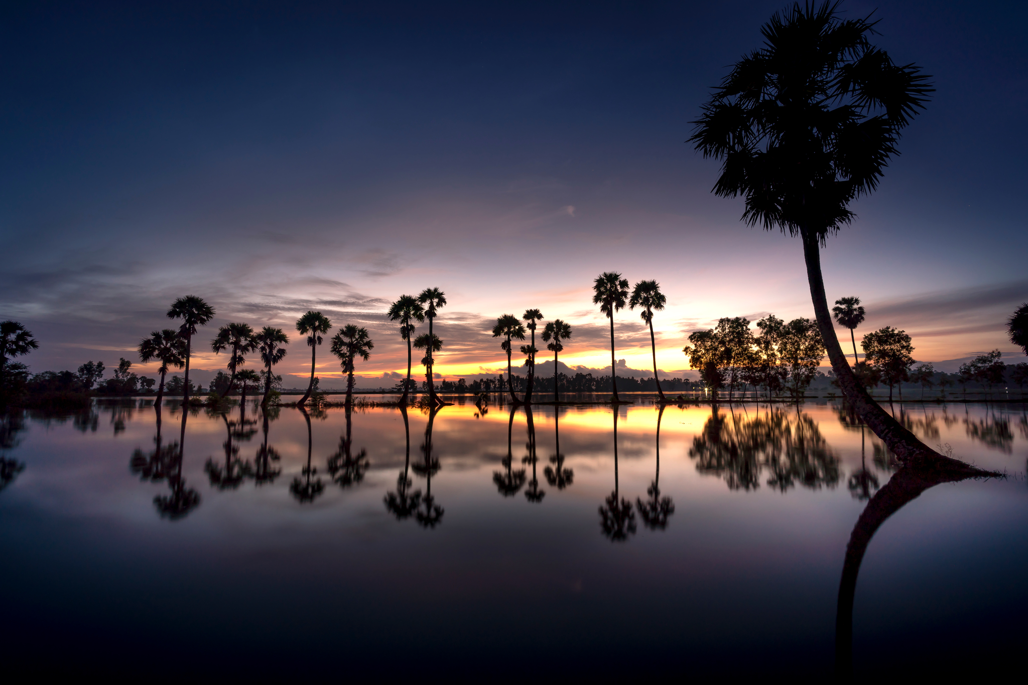 Heartbreakingly beautiful images of palm fields in An Giang