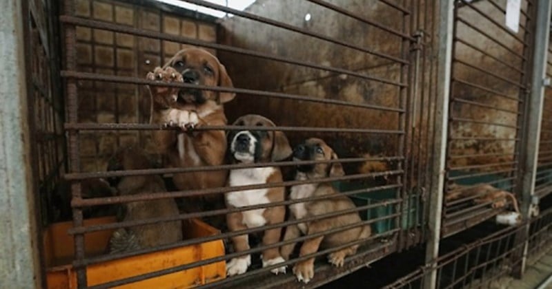 Dog Meat Traders Demand Compensation as Dog Meat Banned in South Korea