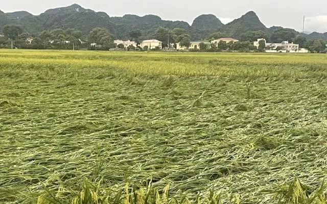 Schnelle Wiederherstellung der landwirtschaftlichen Produktion nach Sturm Nr. 3 und Überschwemmungen