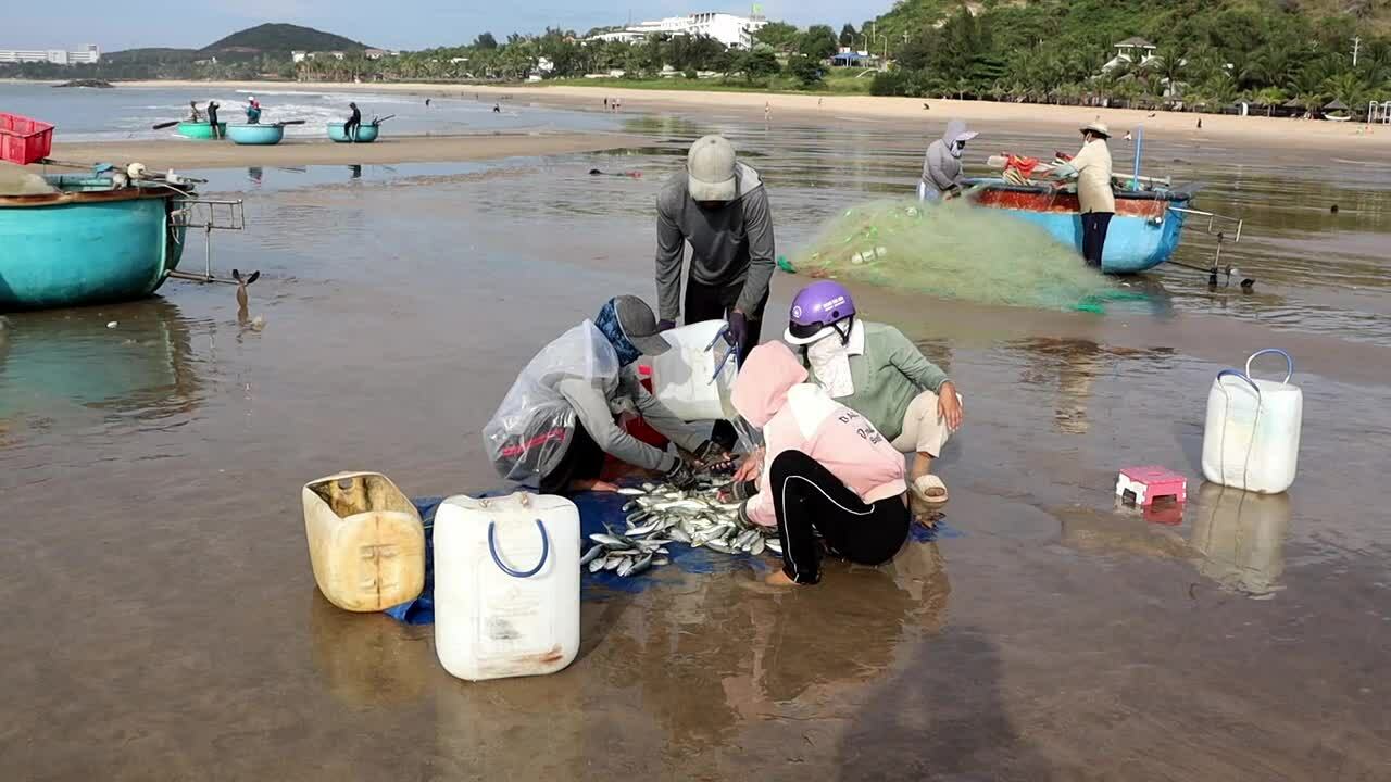 漁師は北風の季節に魚を網で捕まえて高値で売る