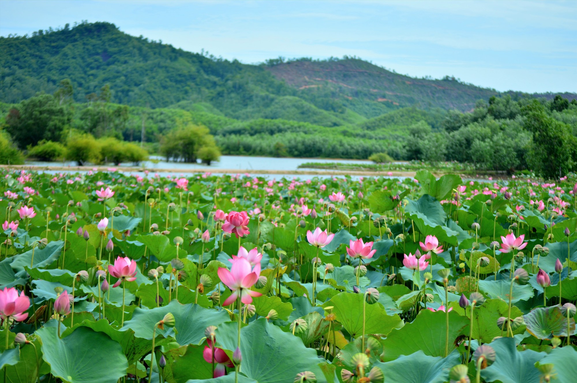 Le lotus à Tra Ly - Dong Lon est sur le point de fleurir, mon frère.