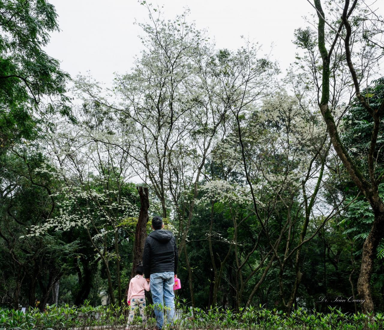 Nach dem nassen Nieselregen des Frühlings wird Hanoi romantischer und sanfter, wenn überall auf den Straßen die weißen Trompetenblumen blühen und in reinem Weiß erstrahlen. Foto: Toan Quang