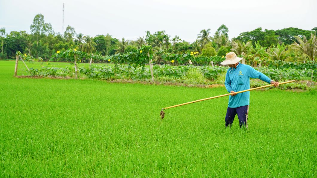 Nhờ có cây móc lúa nên việc giặm của bà con đỡ phần vất vả. Ảnh: Phương Anh