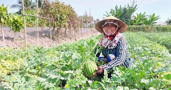 Đây là kiểu trồng cây, nuôi con mới ở Bạc Liêu, dân chuyển đổi thành công thu tiền nhiều hơn hẳn