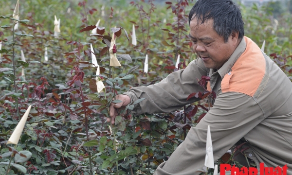 Tìm giải pháp nâng cao hiệu quả sản xuất, thu nhập cho nông dân