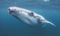 In search of a mate, humpback whales crossed three oceans, breaking the species' record.
