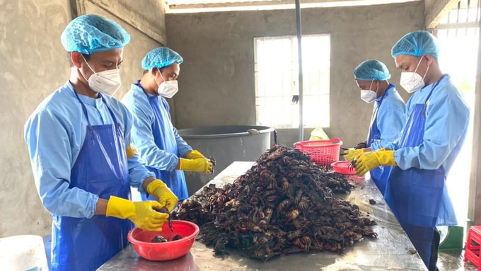 The process of processing salted crab of Chau Sang Company. Photo: Trong Linh.