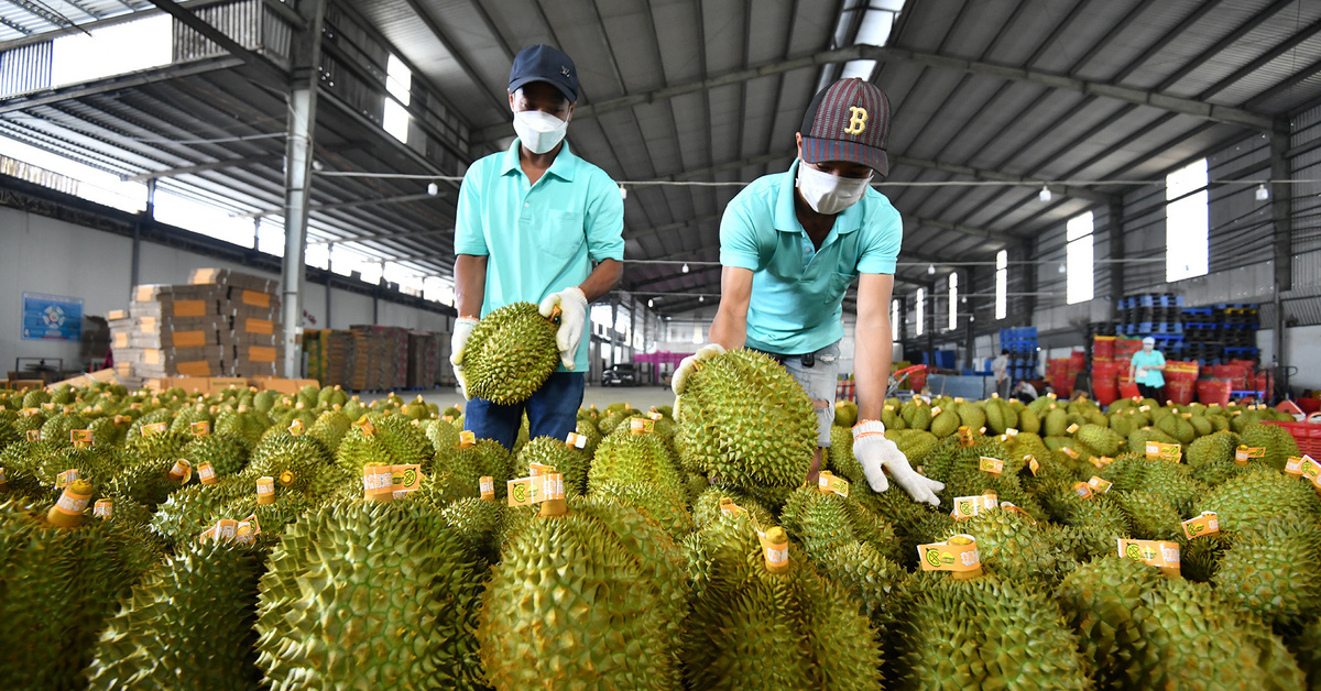 Dừa, sầu riêng Việt sang Trung Quốc có thể rẻ hơn